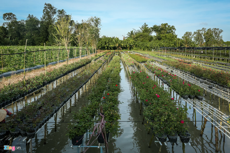 Hoa hồng Sa Đéc cháy hàng trước Tết